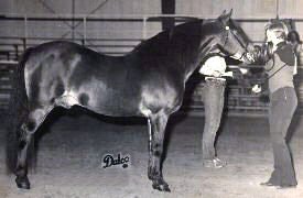 *Coed Coch Ballog shown in-hand from his off-side at the Louisiana State Fair